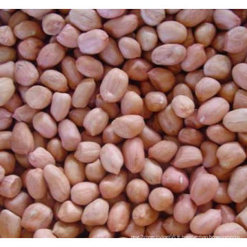 Grains de cacahuètes de haute qualité à la peau rouge